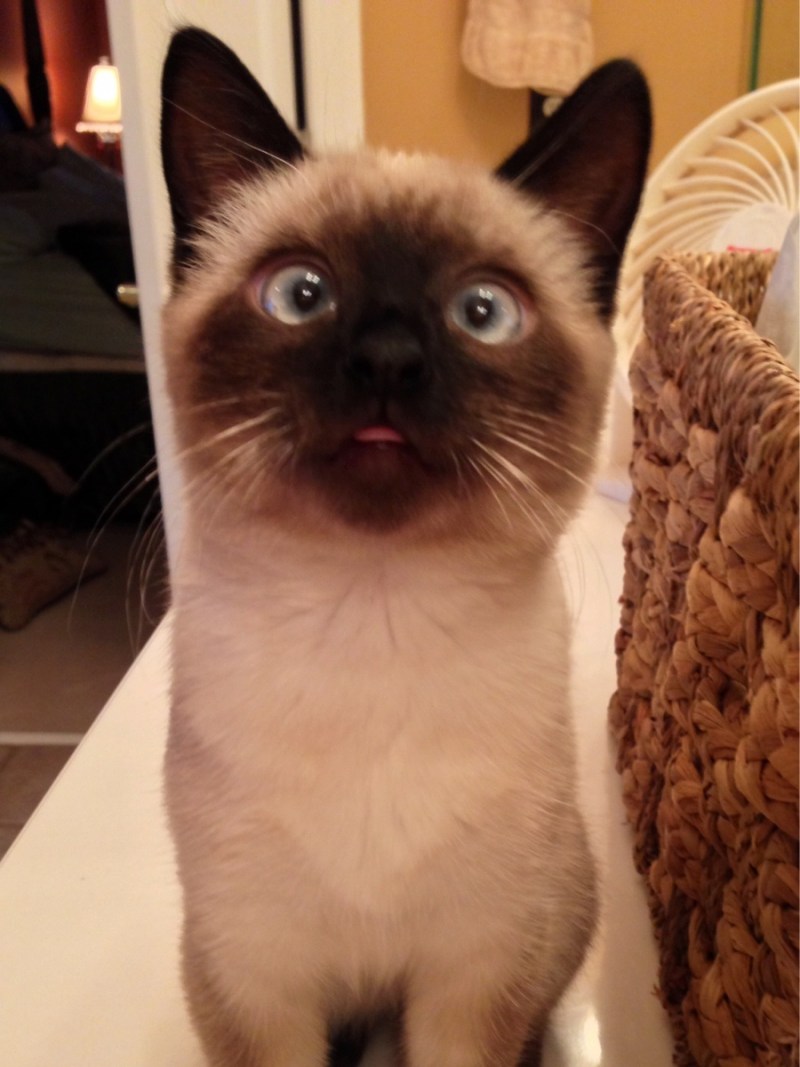 Косой сиамский кот