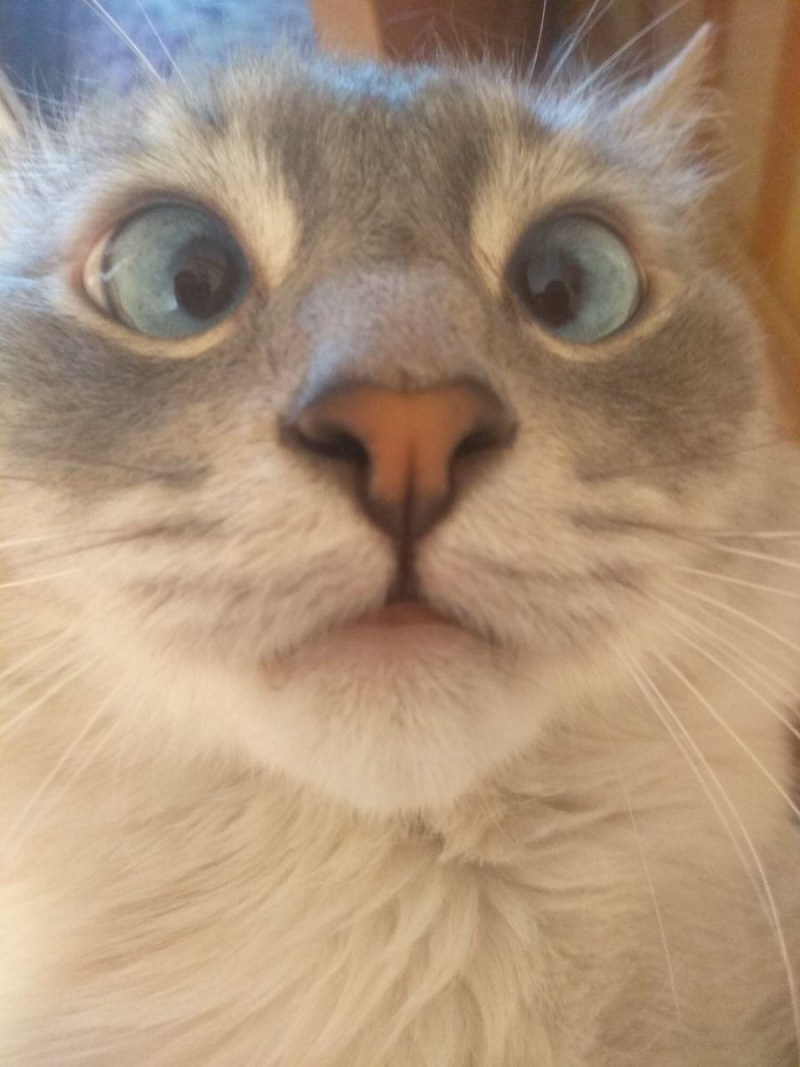 Косоглазый котенок