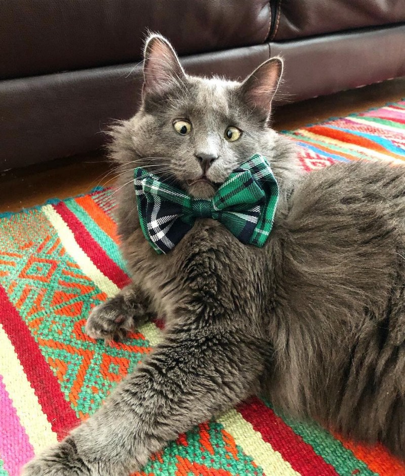 Косоглазый кот
