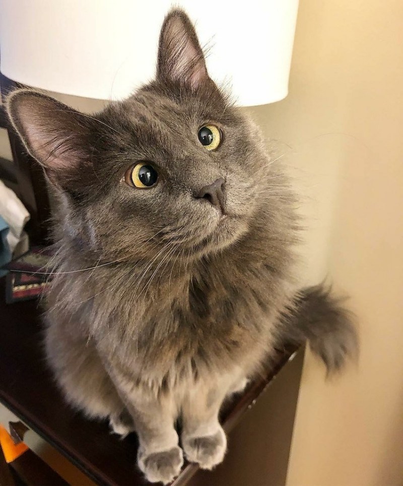 Косоглазые коты