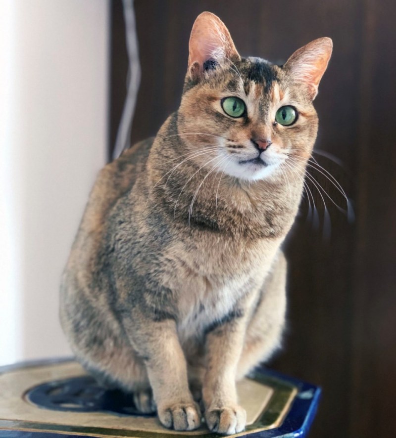Котик с косыми глазами замедленный