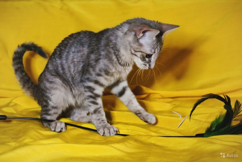 Коты метисы ориенталов