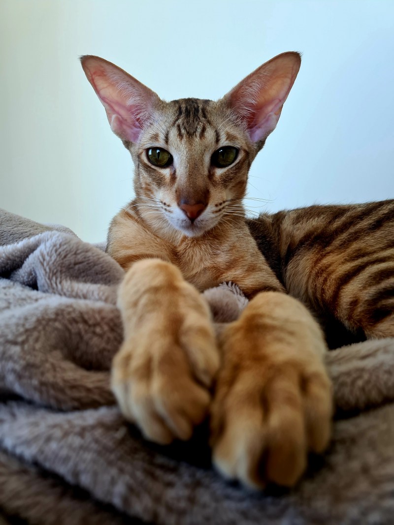 Сейшел кот