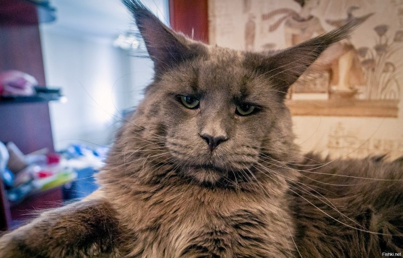 Котопес Ориентал порода