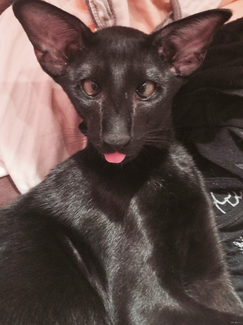 Кот грузин