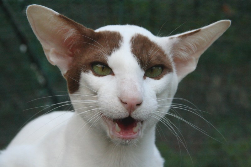 Корат кошка
