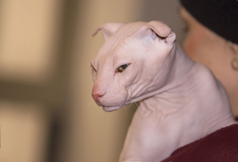 Кот с узкими глазами