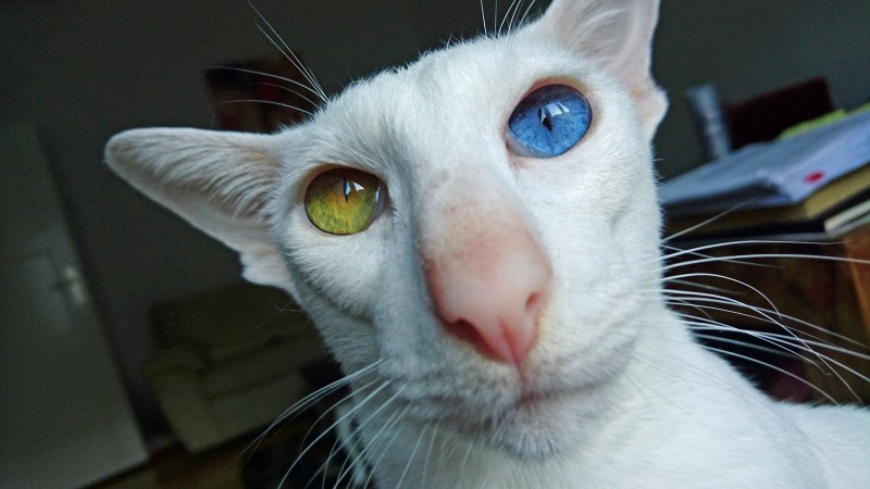 Коты ориенталы грузины