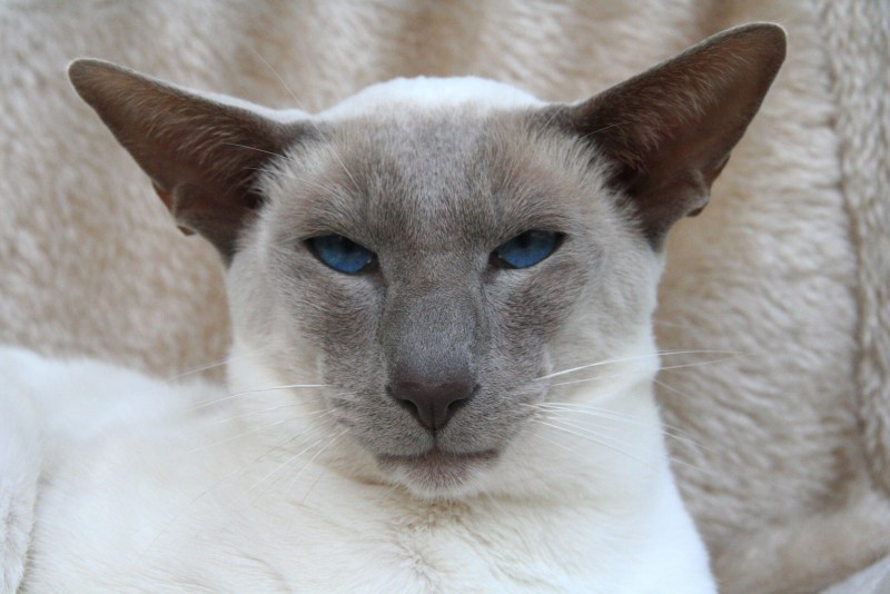 Уши кошки