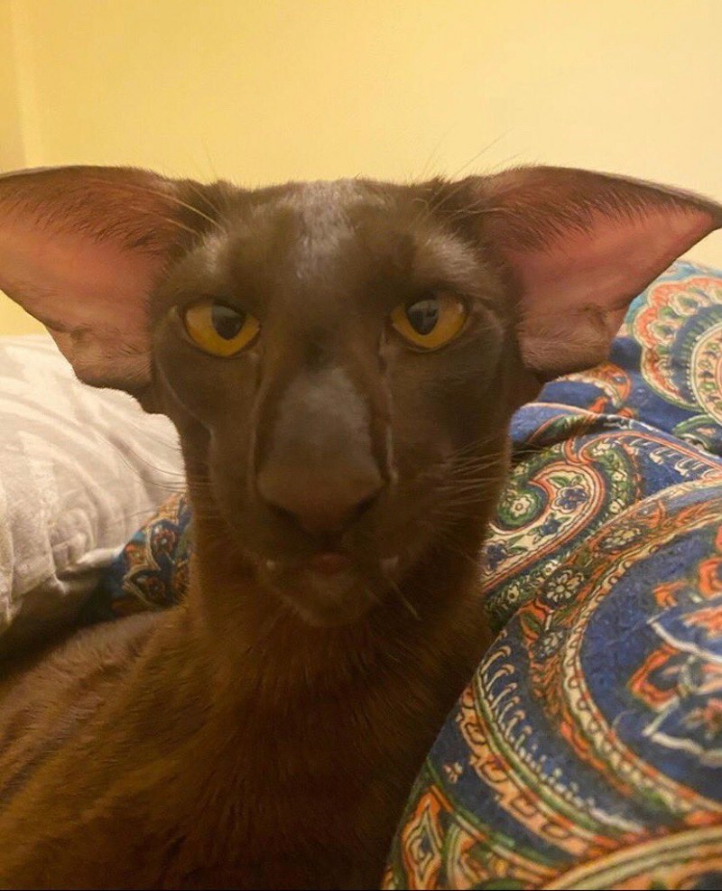 Кот грузин Ориентал черный