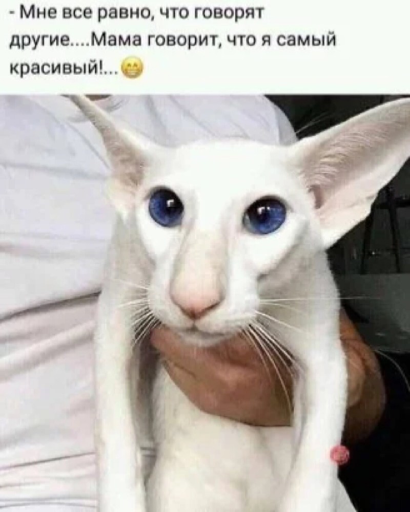 Ориентальная кошка (Ориентал)
