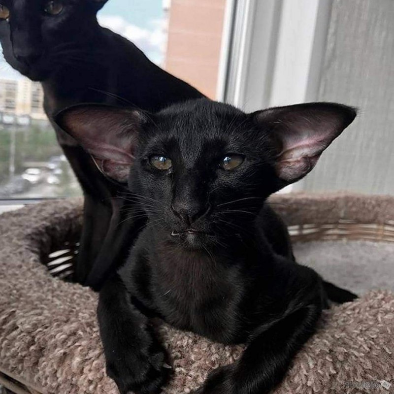 Котопес Ориентал порода