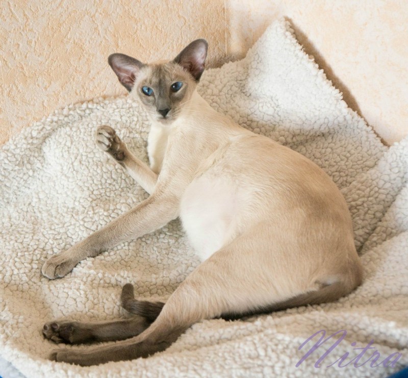 Котята ориентальной породы фото новорождённые