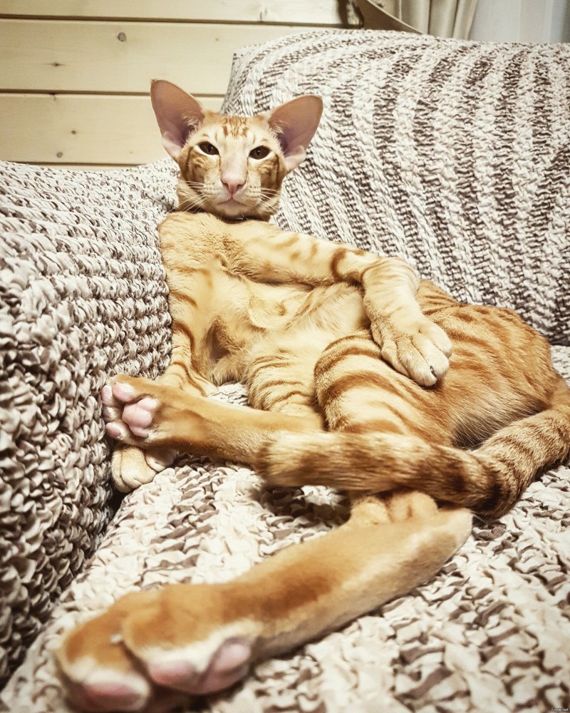 Жирный ориентальный кот