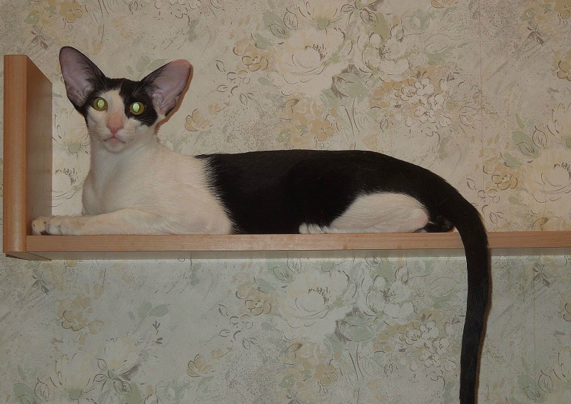 Коты ориенталы грузины