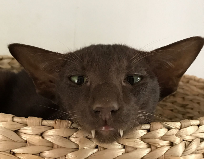 Кошка Ориентальная котята белые