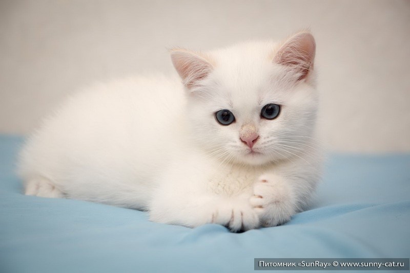 Шотландская шиншилла Пойнт