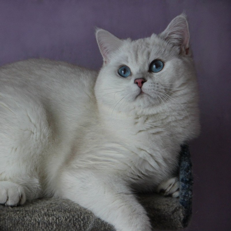 Британская шиншилла Пойнт