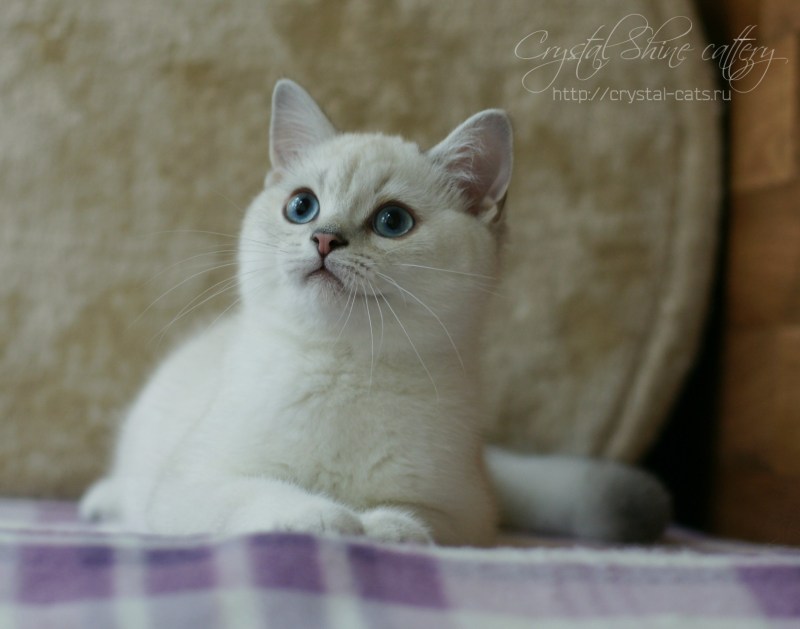 Золотая шиншилла Пойнт