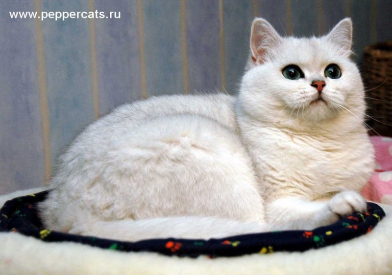 Британская Золотая шиншилла