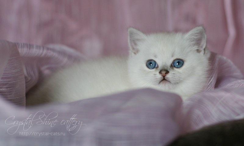 Бурмилла шиншилла