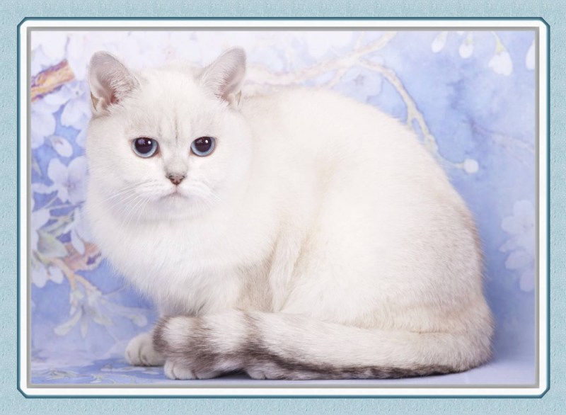 Шиншилла Пойнт