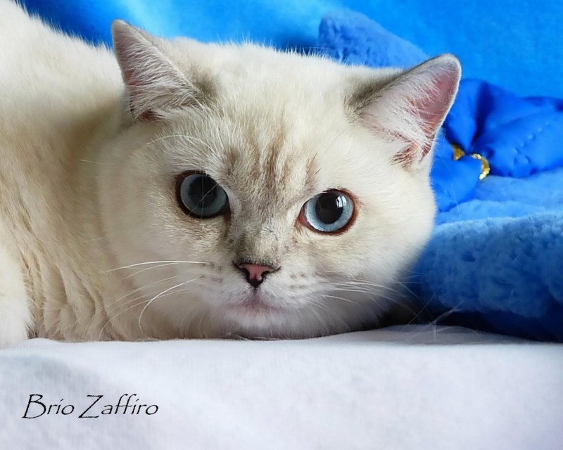 Британская короткошёрстная шиншилла Пойнт