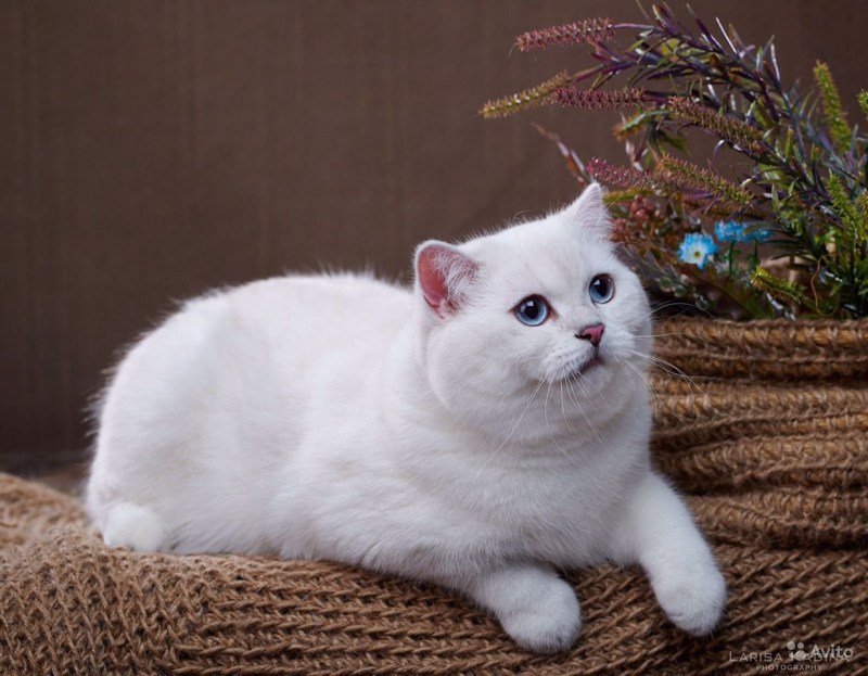 Шотландская шиншилла Пойнт