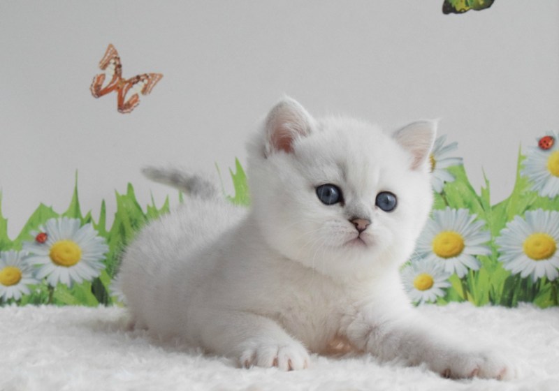 Британская короткошёрстная шиншилла Пойнт