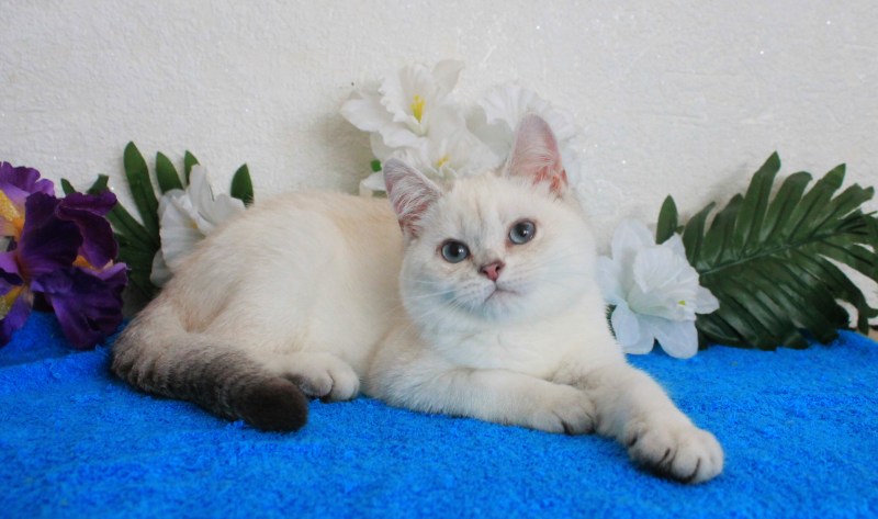 Новорожденные котята белые шиншилла Пойнт
