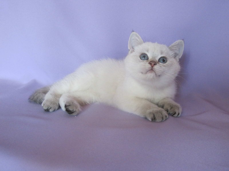 Британская короткошёрстная шиншилла Пойнт