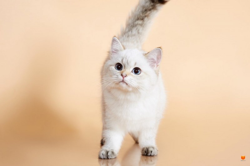 Фон для ноутбука кот шиншилла