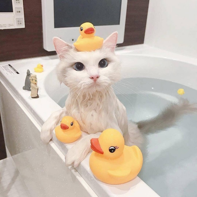 Котик в ванной