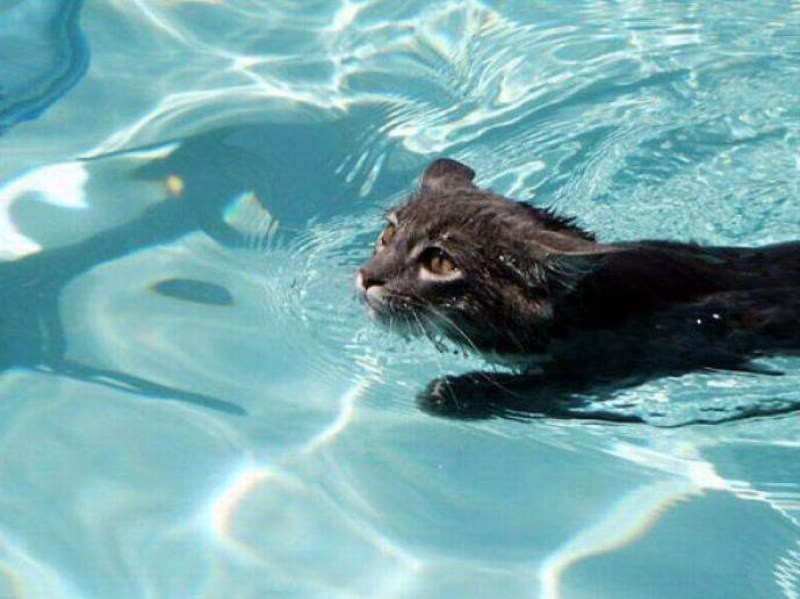 Водоплавающий кот