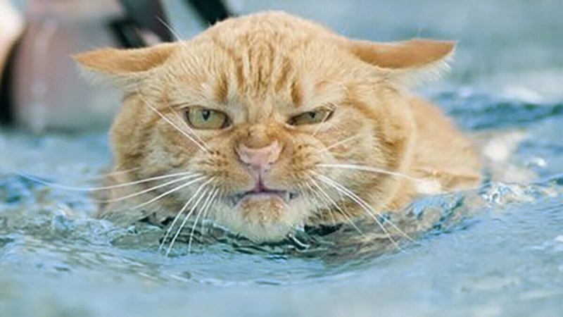 Кот в воде