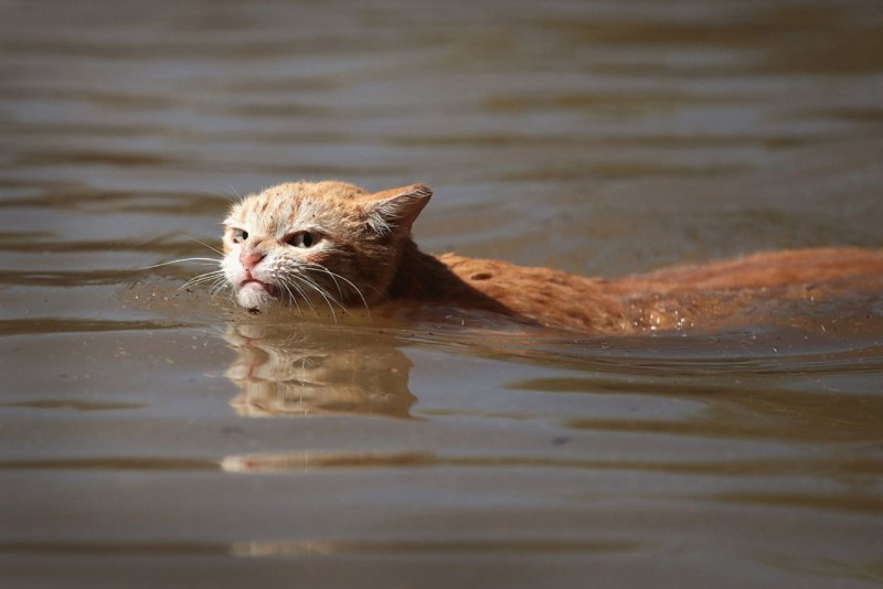 Водоплавающий кот