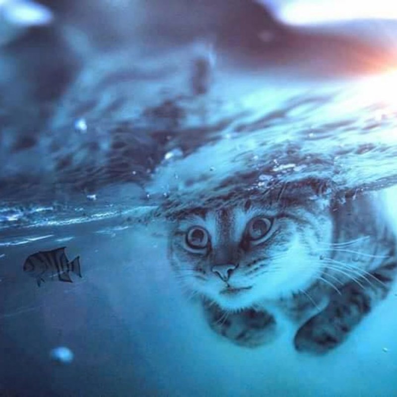 Водяной кот