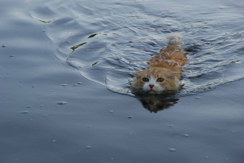 Кошка в воде