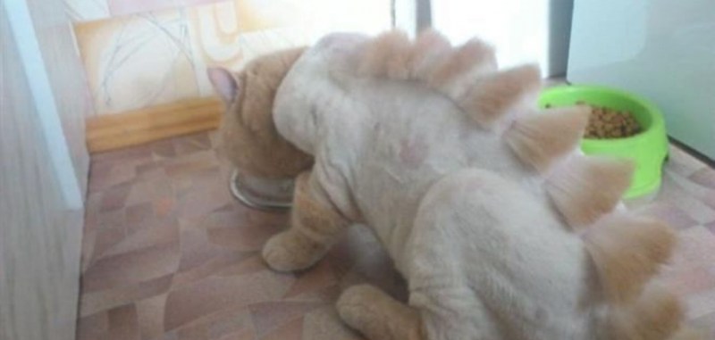 Стрижка котов