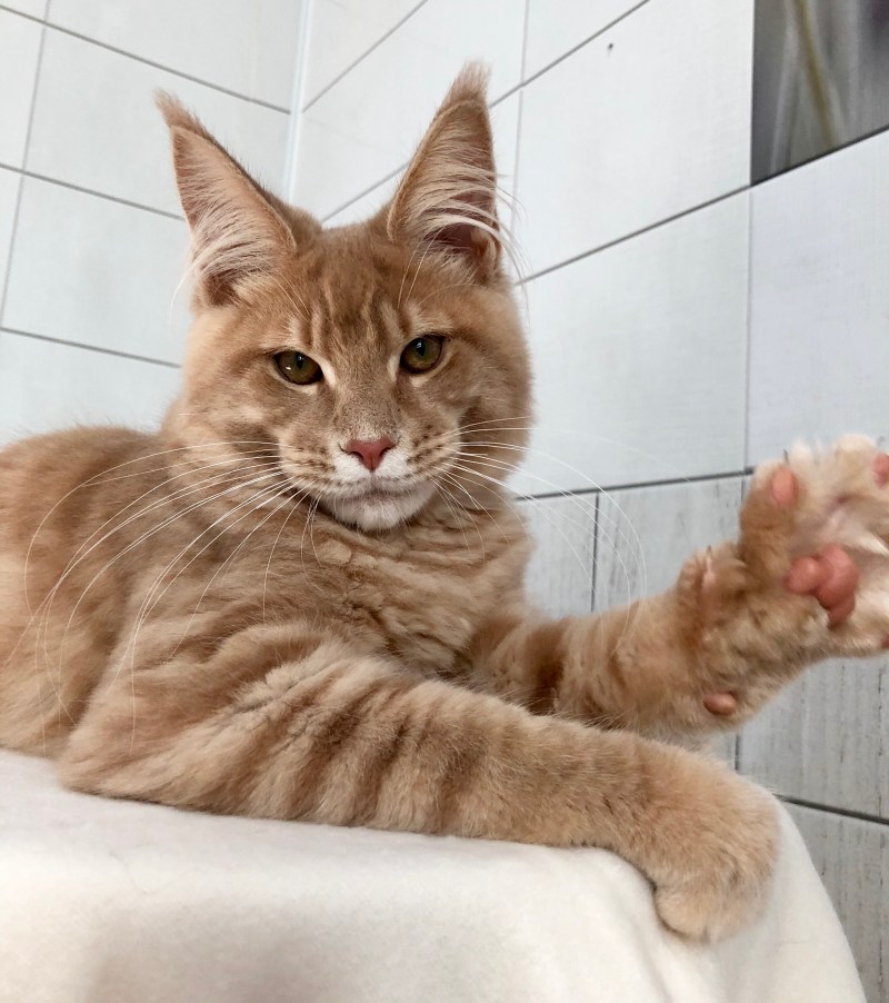 Выставка кошек в Тольятти