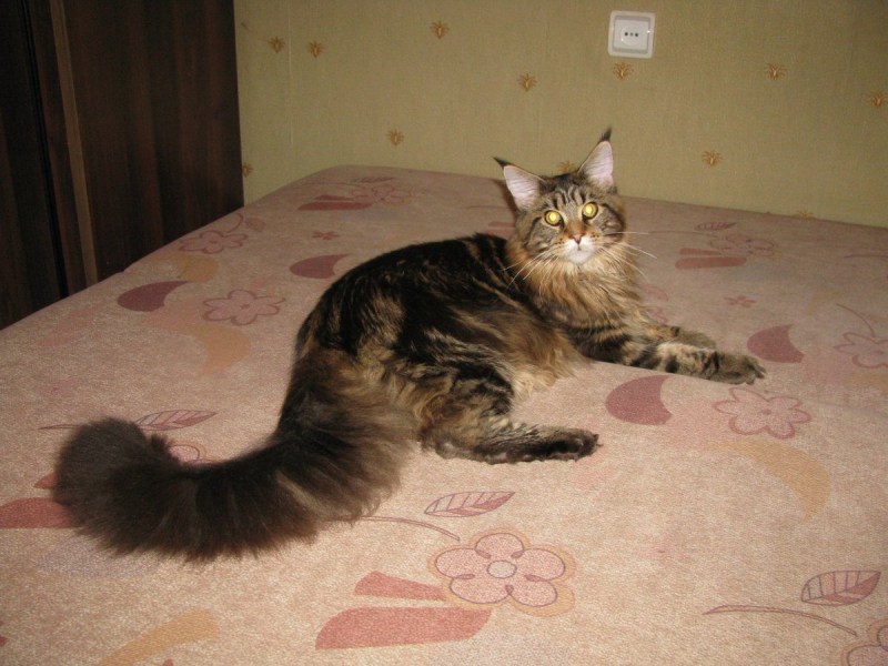 Кот Лев канал