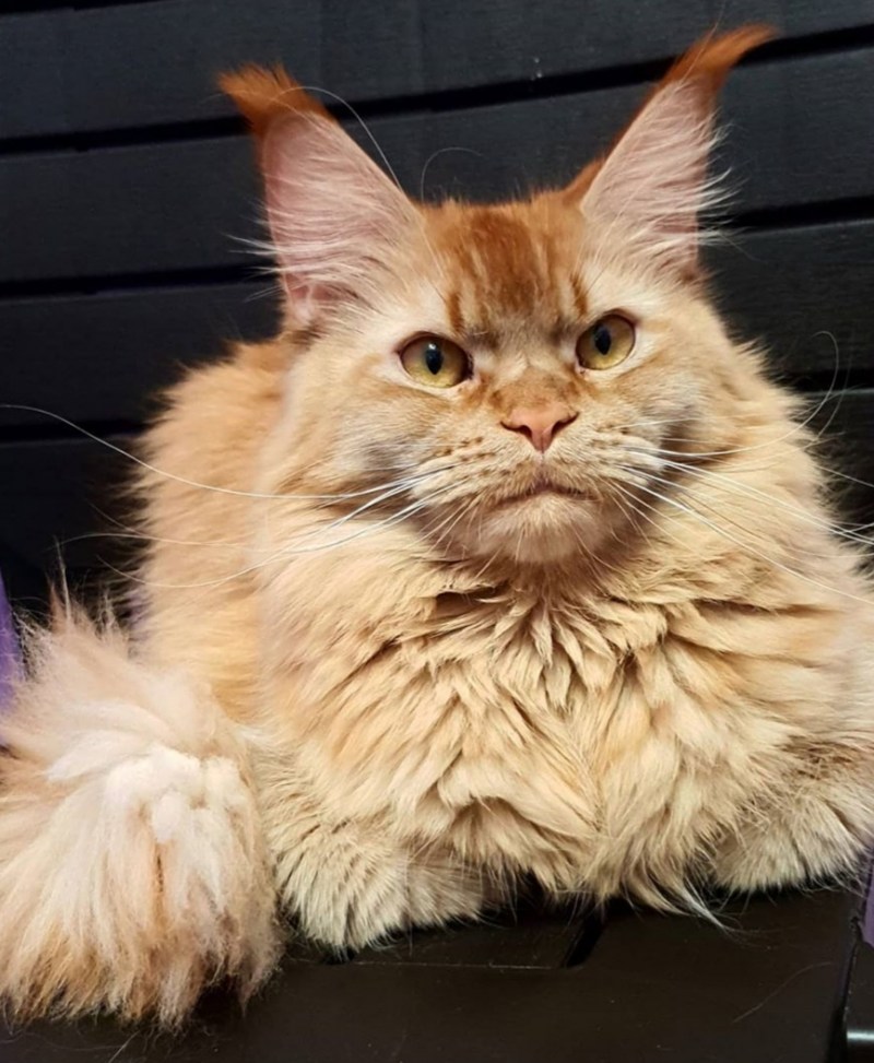 Сколько стоит в Самарской луке кошки стрижка