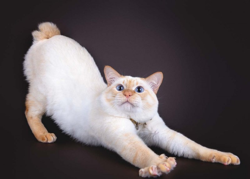 Линкс поинт Сиамская кошка