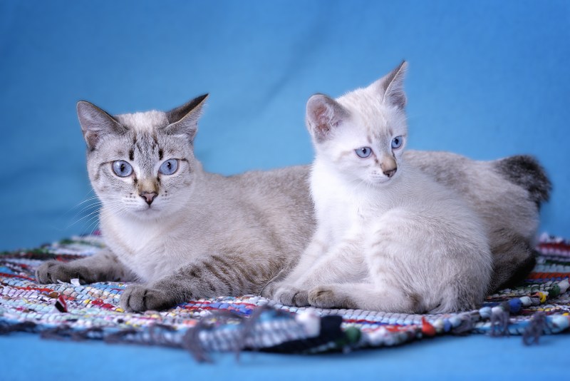 Королевские котики
