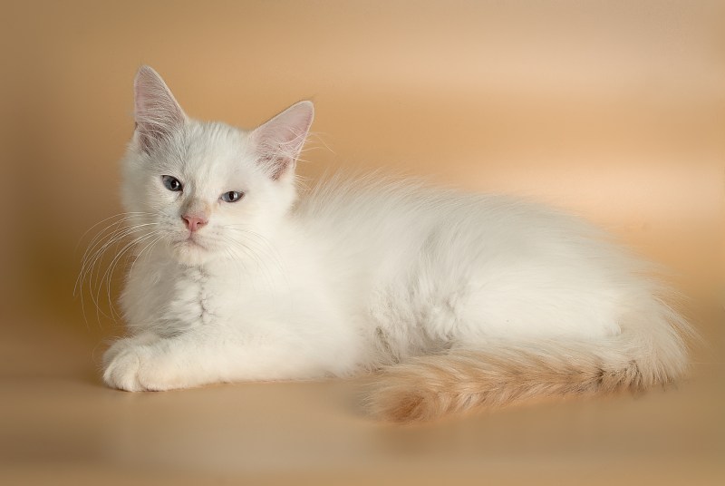 Райская кошка Ре поинт