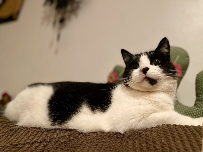 Missy Cat