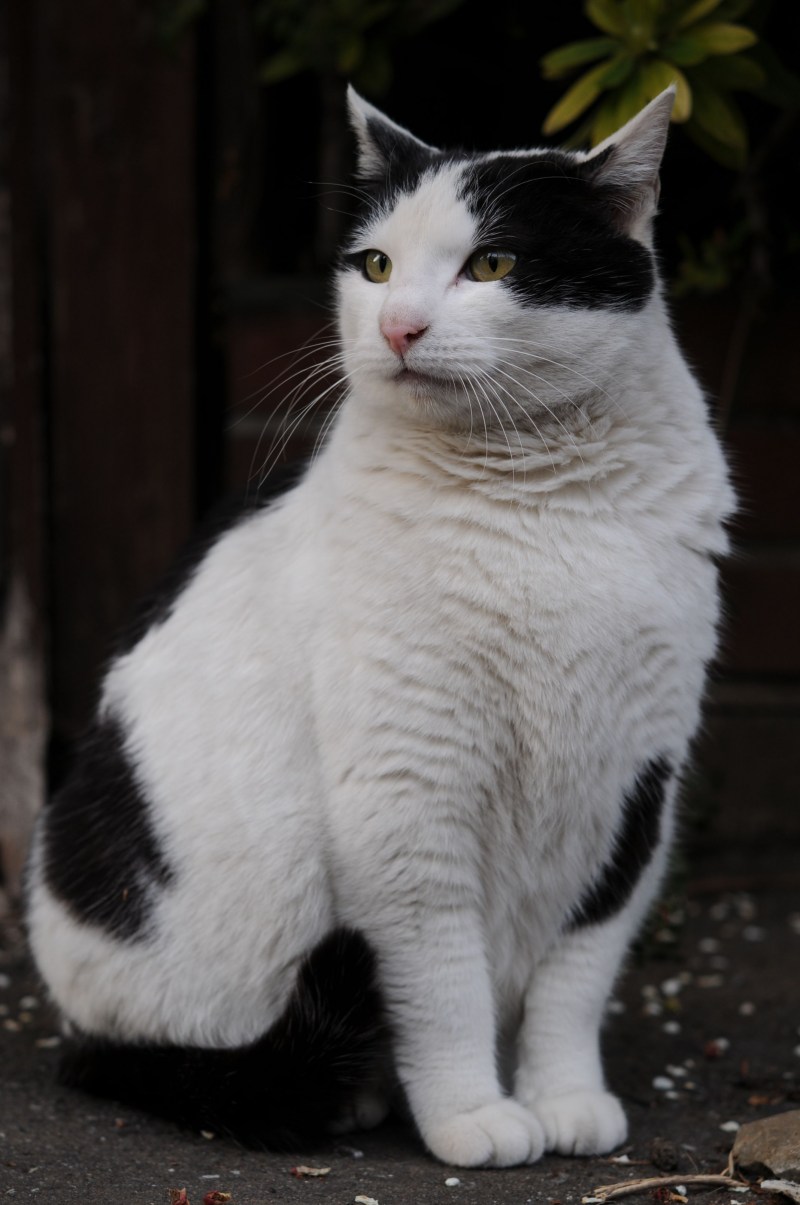 Черно белые коты