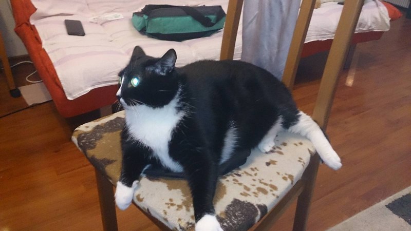 Кот черно белый упитанный