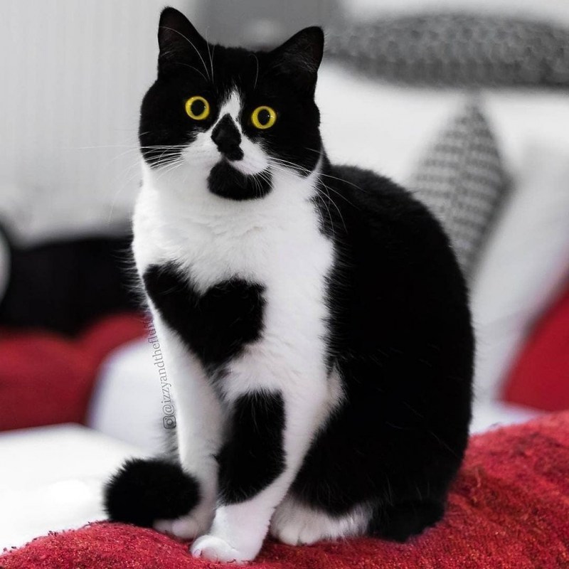 Уличные белые коты