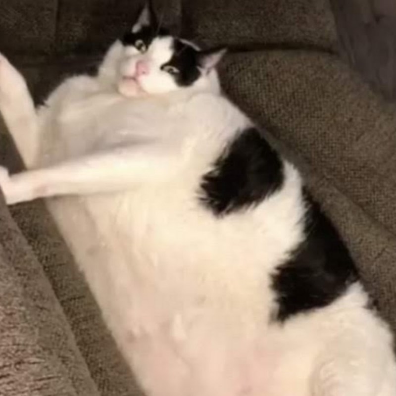 Толстые белые коты